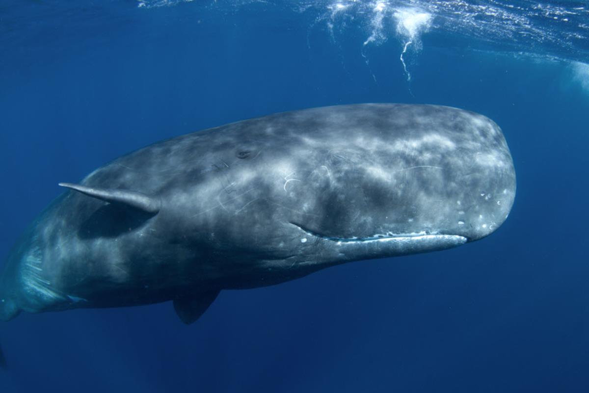 A sperm whale 